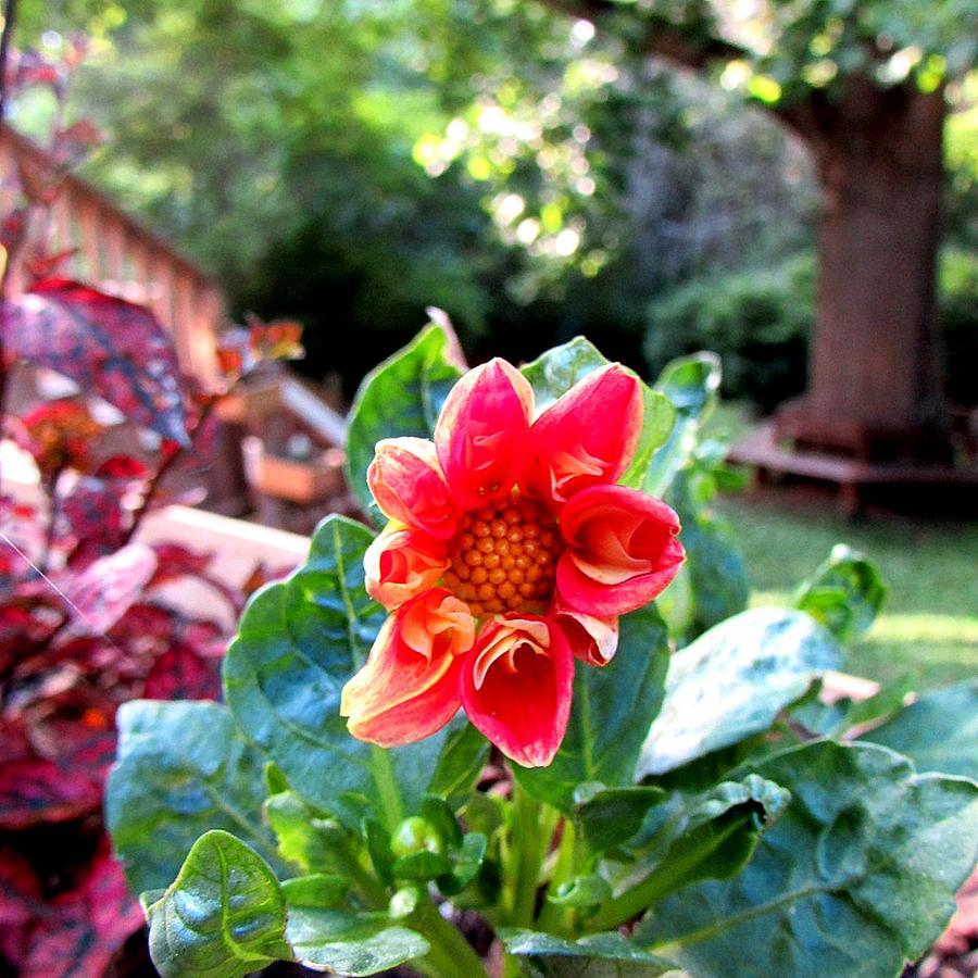 Red Leaf River Inn เวย์นวิลล์ ภายนอก รูปภาพ